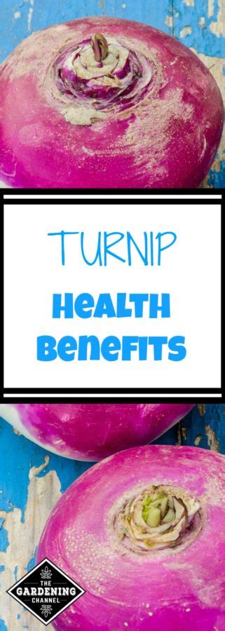 Health Benefits Of Turnip Gardening Channel