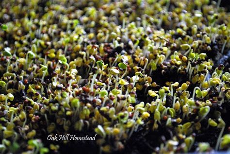 How to Grow Broccoli Sprouts Indoors - Oak Hill Homestead