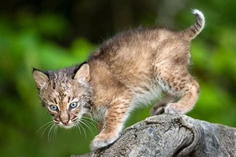 Baby Bobcats What Are Baby Bobcats Called Assorted Animals