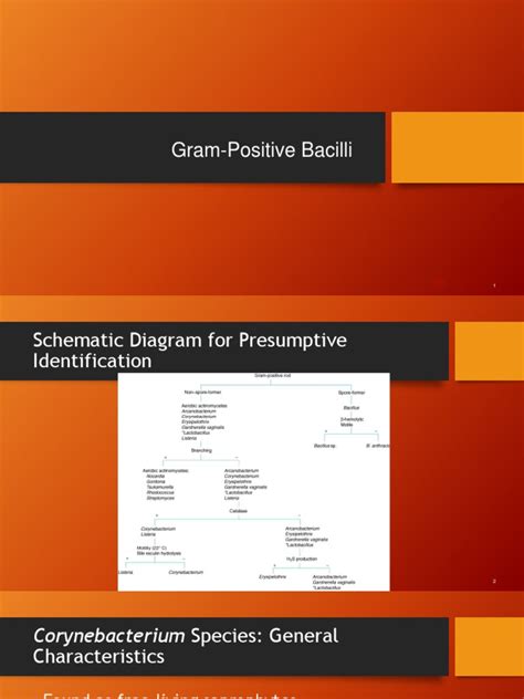 Gram Positive Rods Pdf Anthrax Infection