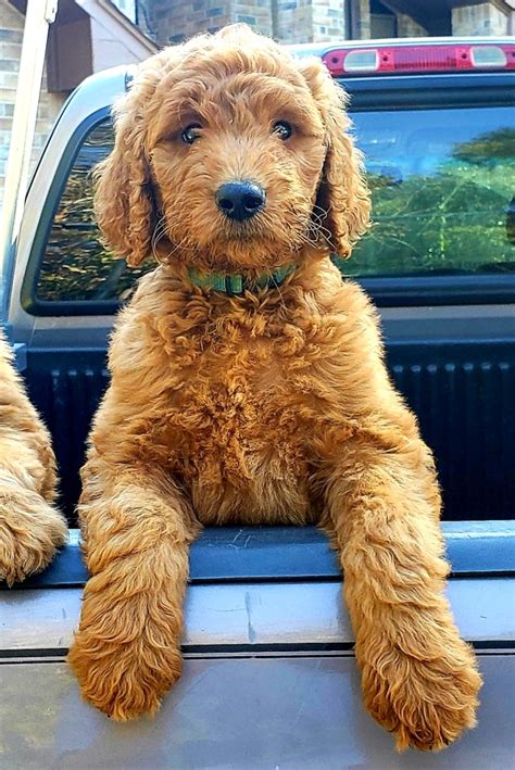 Available Goldendoodle Puppies - Houston - Rainfield Golden Doodles