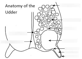 udder anatomy diagram quizlet