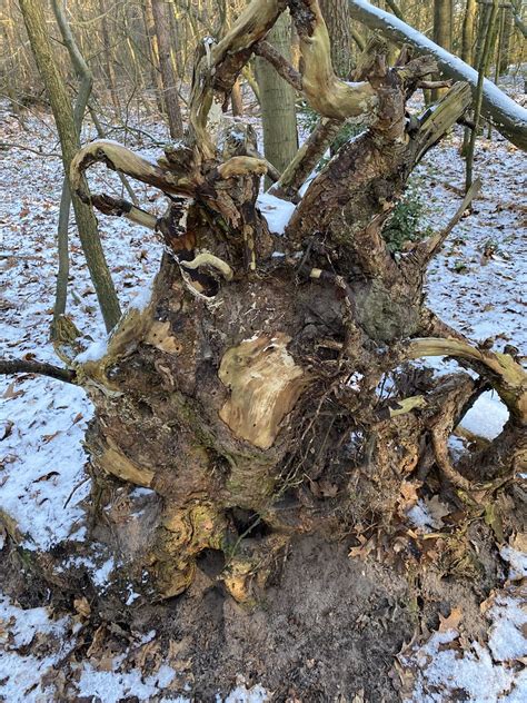 Guntruper Heide An Sch Nem Wintertag Angelica Lehmenk Hler Leuschner