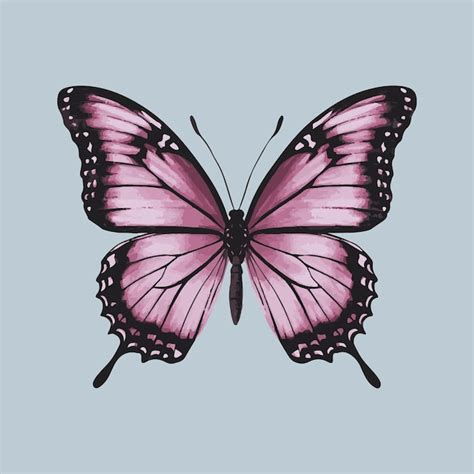 Una Mariposa Rosa Con Alas Negras Y Blancas Se Muestra Con Una Mariposa