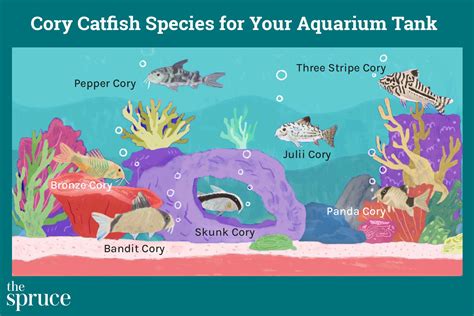 Cory Catfish Species For Your Aquarium Tank Atelier Yuwa Ciao Jp