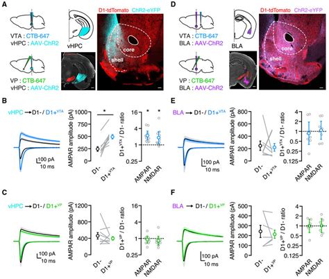 Vhpc Inputs Are Stronger Onto D1 Vta Cells In Naive Mice Download