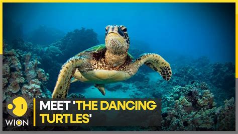 This Video Of The Dancing Turtles Will Make Your Day Wion Climate