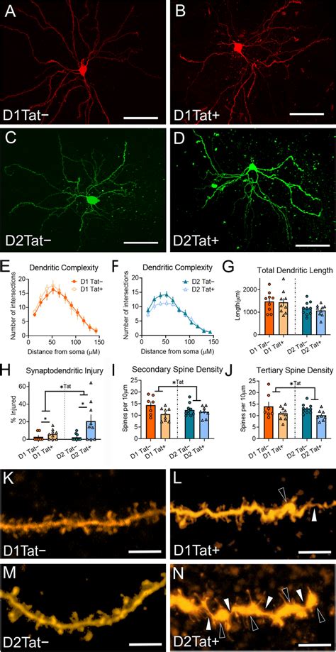 Morphological Analysis Of D1 And D2 Neurons After 2 Months Exposure To