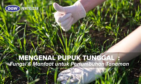 Mengenal Pupuk Tunggal Fungsi Dan Manfaat Untuk Pertumbuhan Tanaman