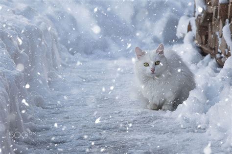 Snow Cat Wallpapers - Top Free Snow Cat Backgrounds - WallpaperAccess