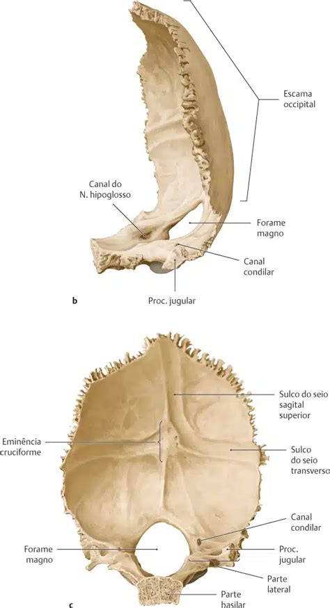 Osso Parietal Fisioterapia Medicina Anatomy Anatomia Odontologia