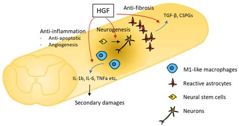 What is Hepatocyte Growth Factor and Its Receptor? - BOC Sciences