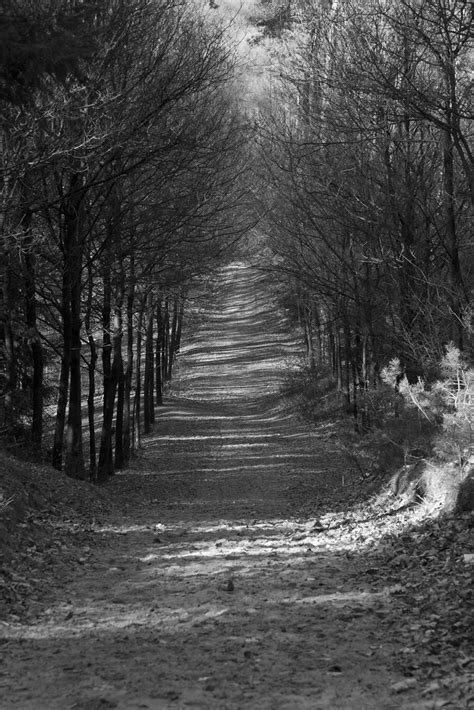 Forest Path Black And White Photo By Arjen Scholten Photog Flickr