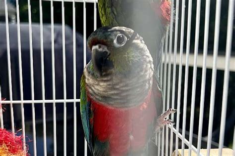 PAIR Crimson Bellied Conures