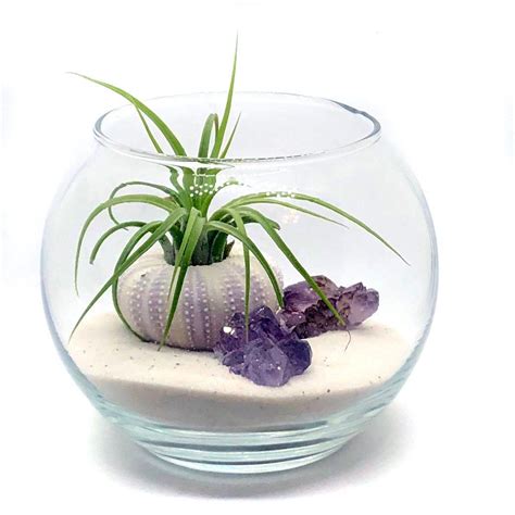 Purple Terrarium Kit Kit Includes Purple Sea Urchin Etsy