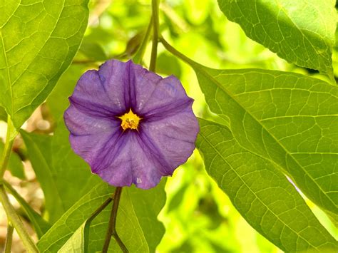 Purple Nightshade Flower 1982023 By Saraeustace91 On Deviantart