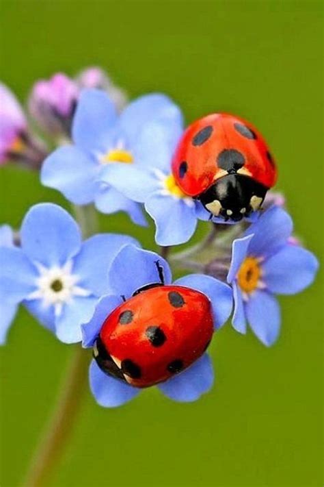 Pin by 𝐷𝑎𝑛𝑦 𝐶𝑎𝑟𝑑𝑒𝑙𝑙𝑖 on Animais Fofos Ladybug Beautiful bugs Ladybird