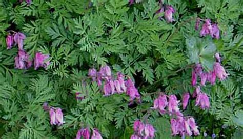 Дицентра красивая – Дицентра, или Всё, что нужно знать о «разбитом ...