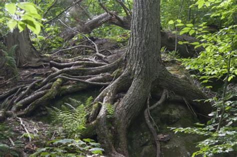 Stockwerke Des Waldes Biber Berti