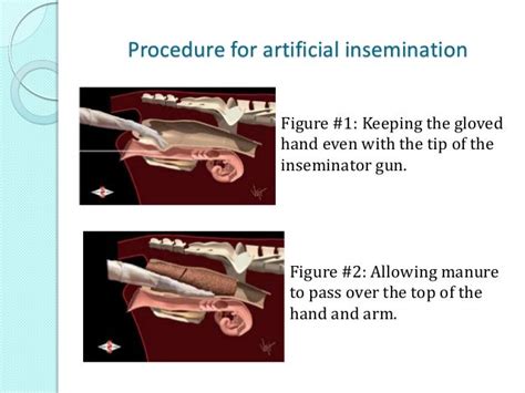 Artificial Insemination In Cattle