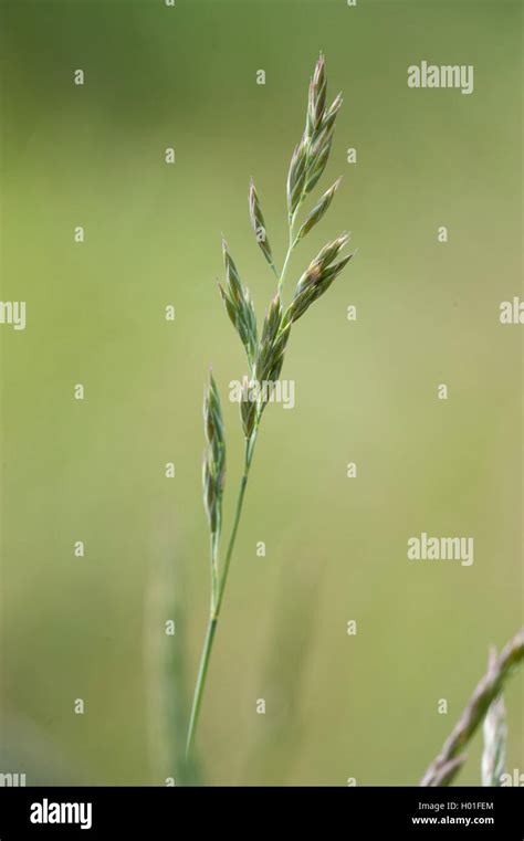 Festuca pratensis Fotos und Bildmaterial in hoher Auflösung Alamy