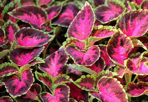 Mpb2 Coleus Seeds Wizard Rose 50 Thru 500 Seeds You Pick The Amount You