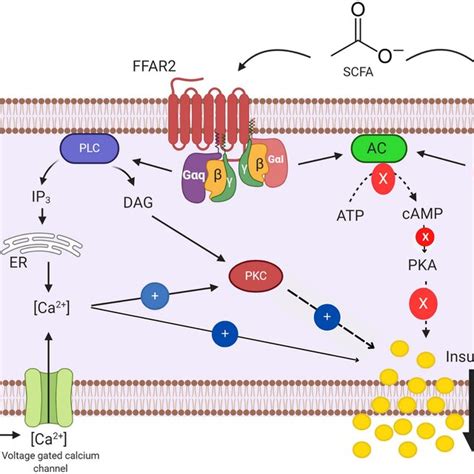 Insulin Secretion Regulation By Scfas With The Assistance Of G Q And