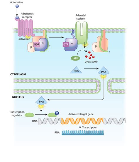 An Example Of Signal Transduction Cascade Involving Cyclic Learn