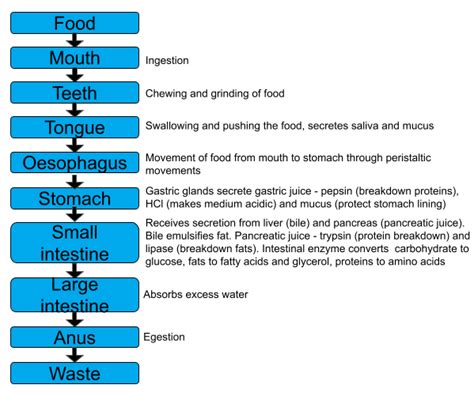 Digestive System Flow Chart