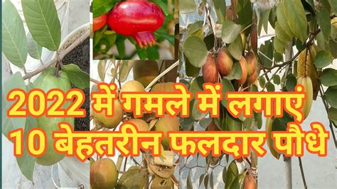 2022 में गमले में लगाएं 10 बेहतरीन फलदार पौधे Plant 10 Best Fruit Plants In A Pot In 2022