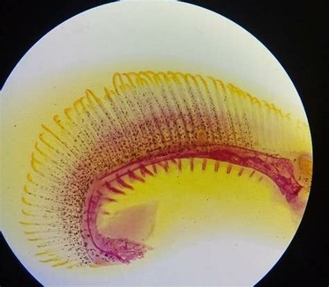 Gambar 3. Insang ikan mas (Cyprinus carpio) dengan konsentrasi 0 ppm... | Download Scientific ...