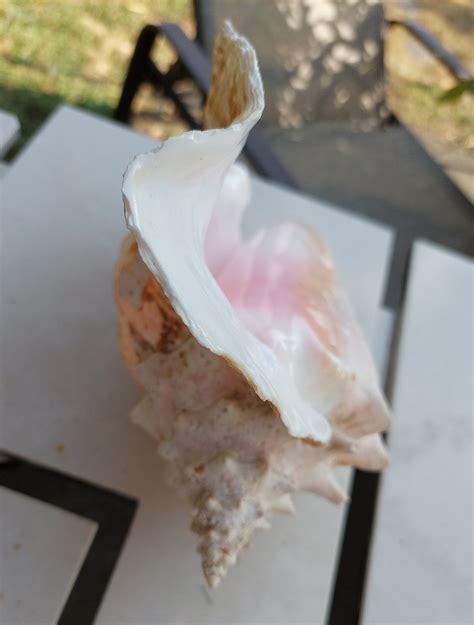 Vintage Caribbean Large Conch Shell Beach Decor Etsy