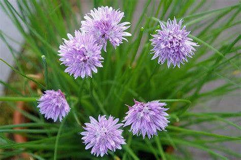 Ciboulette Fleur Comestible L Atelier Des Fleurs