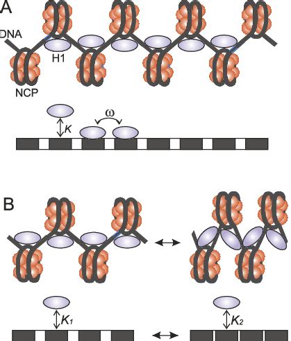 Lattice Models To Incorporate Linker Histone Proteins A Each