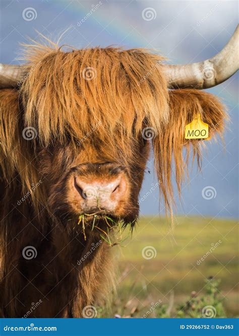 Highland Cow Portrait Stock Photography - Image: 29266752