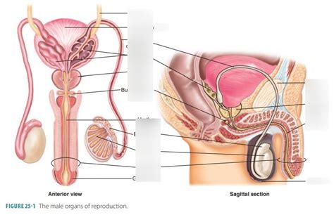 Male Reproduction Diagram Quizlet