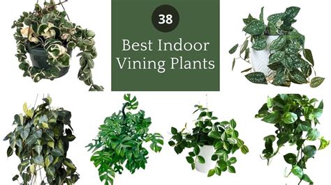 Best Indoor Vines Climbers You Can Grow Easily In Home