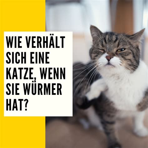 W Rmer Bei Katzen Ursachen Verhalten Behandlung