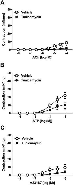 Effect Of Tunicamycin Treatment On Endothelium Dependent Contractions