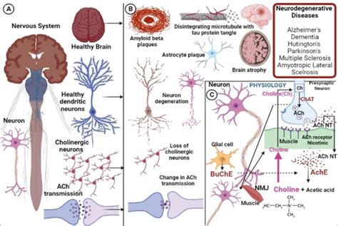 A Schematic Illustration Of A Healthy Brain And Nervous System With A