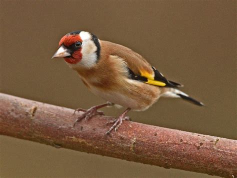 Alan James Photography Stithians Bullfinch