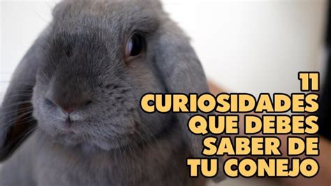 Descubre Las 10 Sorprendentes Curiosidades Sobre El Conejo Te