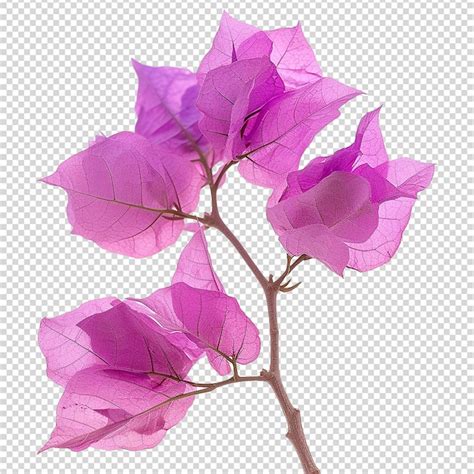 Premium Psd Bougainvillea Flower Isolated On Transparent Background