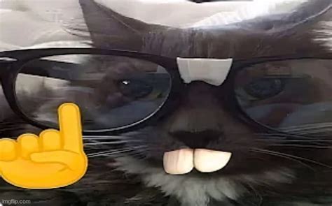 Nerd Kitty Imgflip