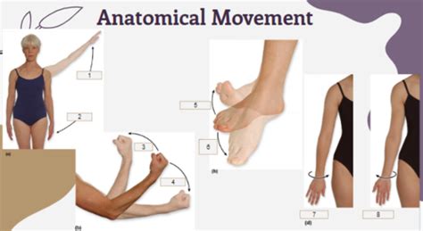 Anatomy Lab Anatomical Movements Flashcards Quizlet