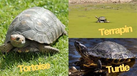 Turtle vs. Tortoise vs. Terrapin [Difference Chart] – The Turtle Hub