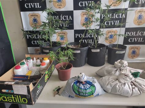 Saj Pol Cia Prende Homem Que Cultivava P S De Maconha Em Estufa Dentro