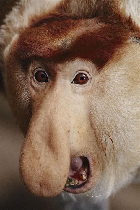 Proboscis Monkeys The Males Have Big Noses To Make Horn Like Sounds Out