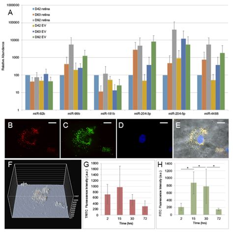 Hipsc Derived D Retinal Organoid And Ev Mirna Validation And