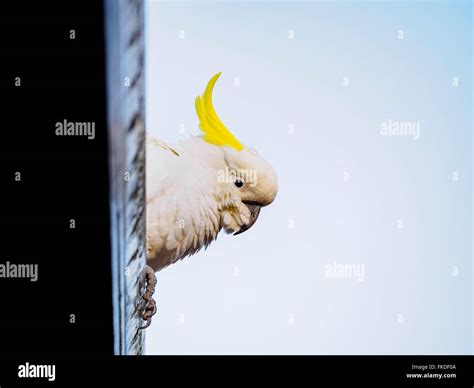 Sulphur Crested Cockatoo Cacatua Galerita Perching On Roof Stock